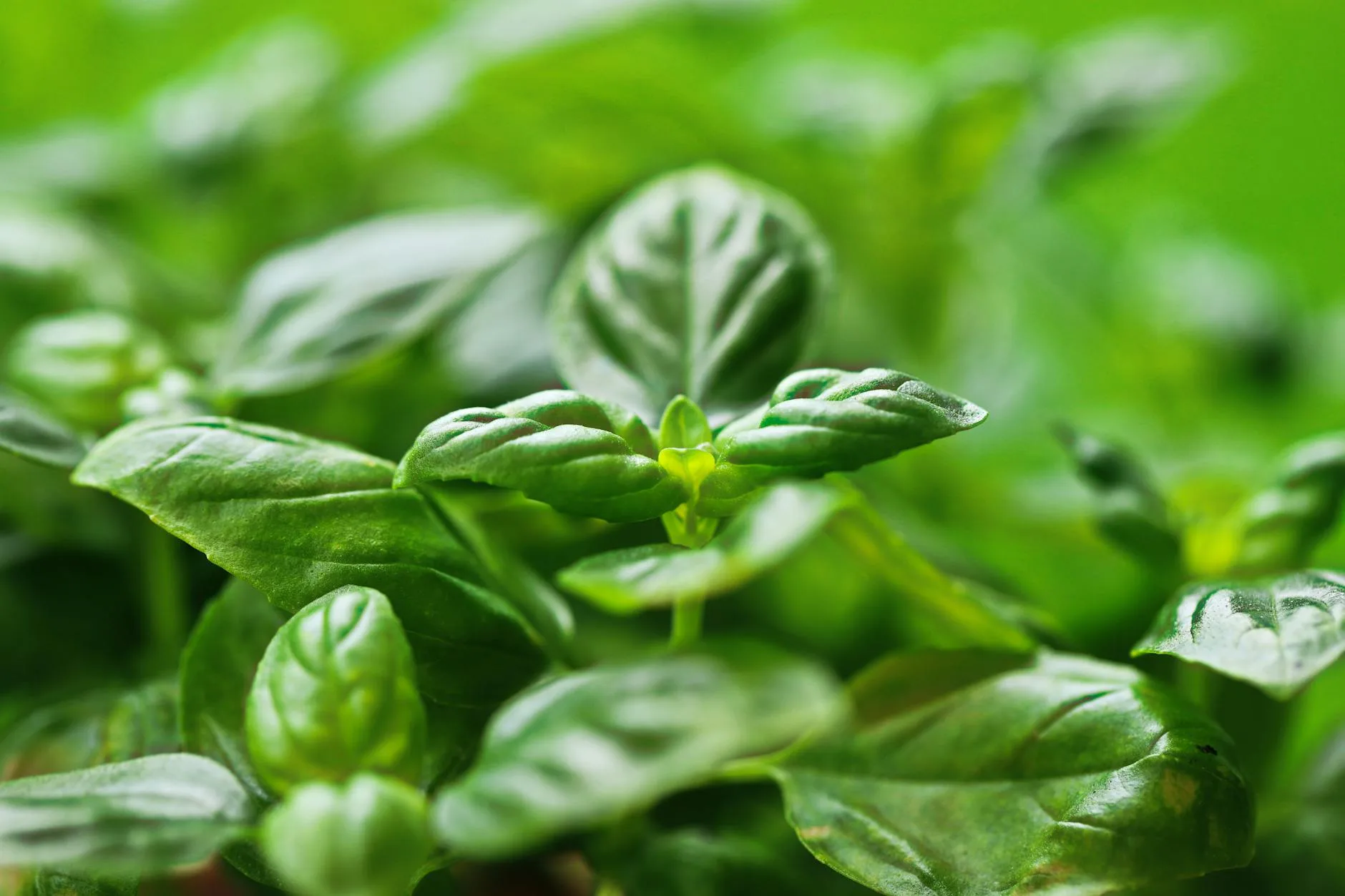 Close-up of fresh bright green basil leaves