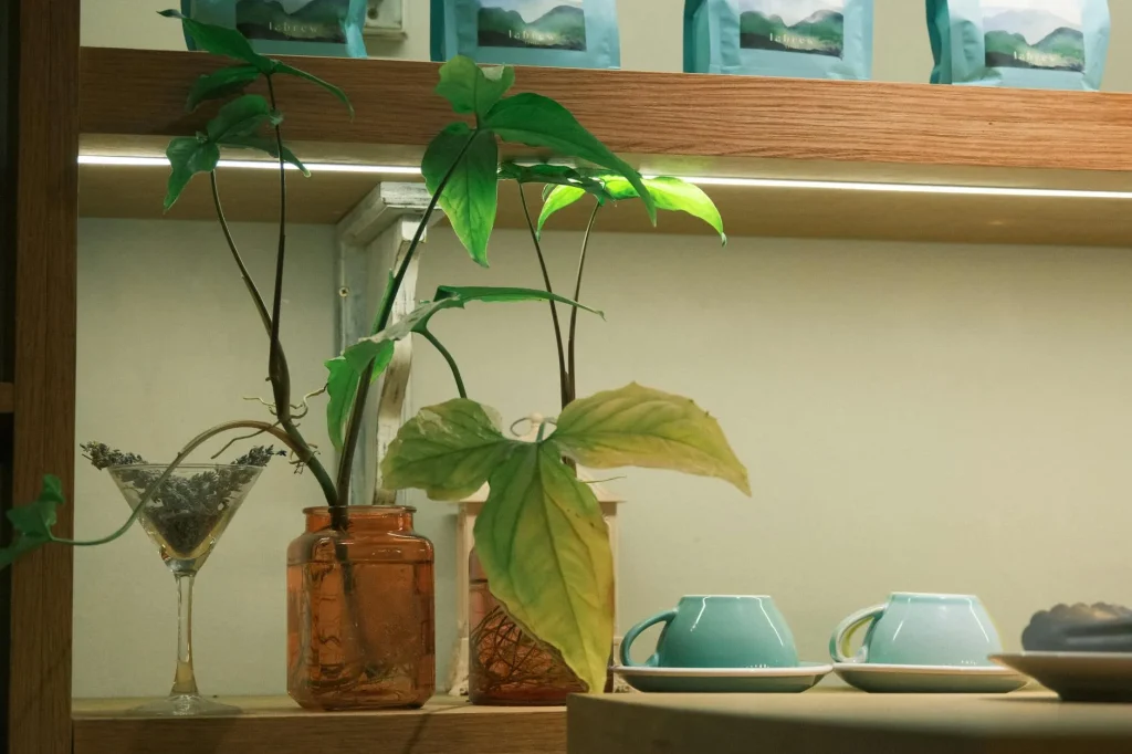Collection of houseplants on shelves with supplemental lighting