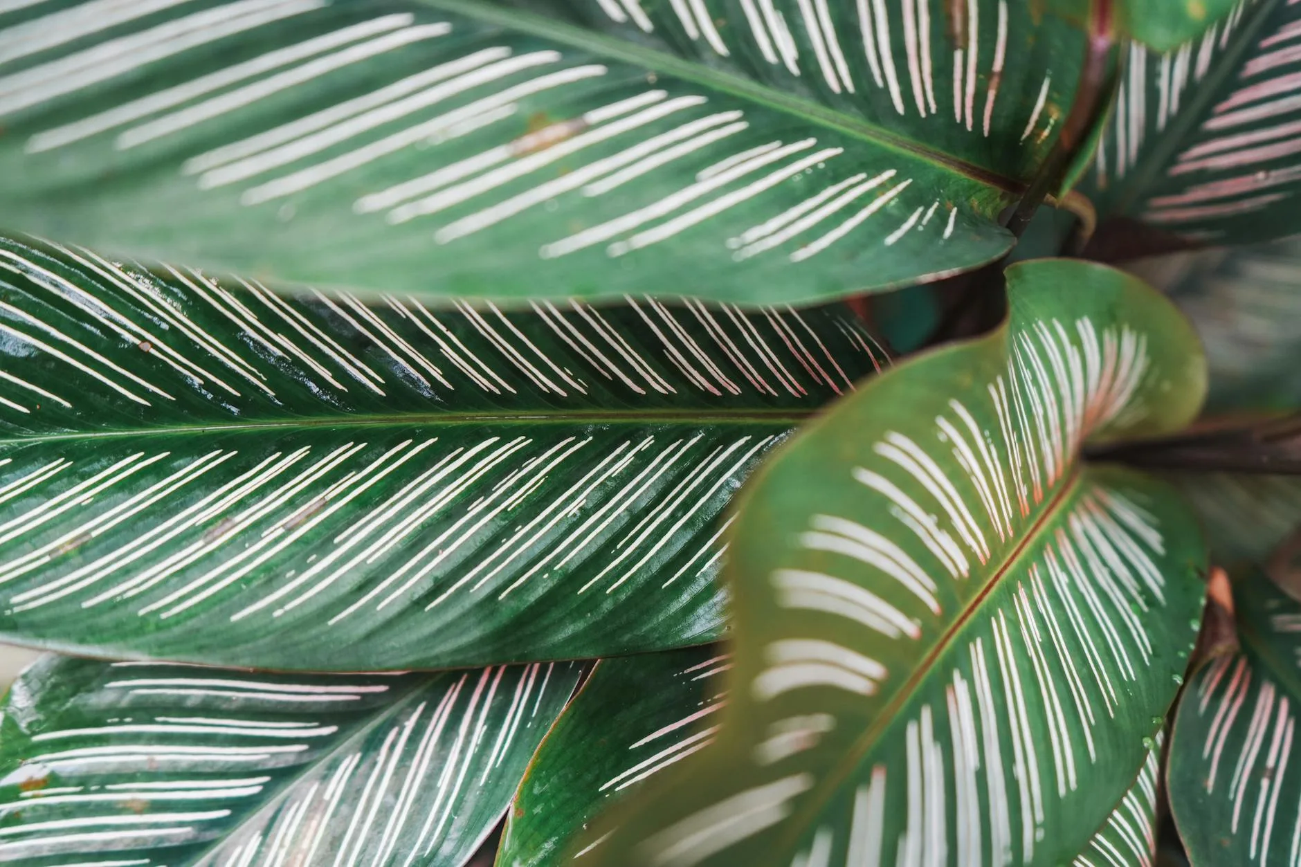 Healthy calathea plant with patterned leaves in a pot