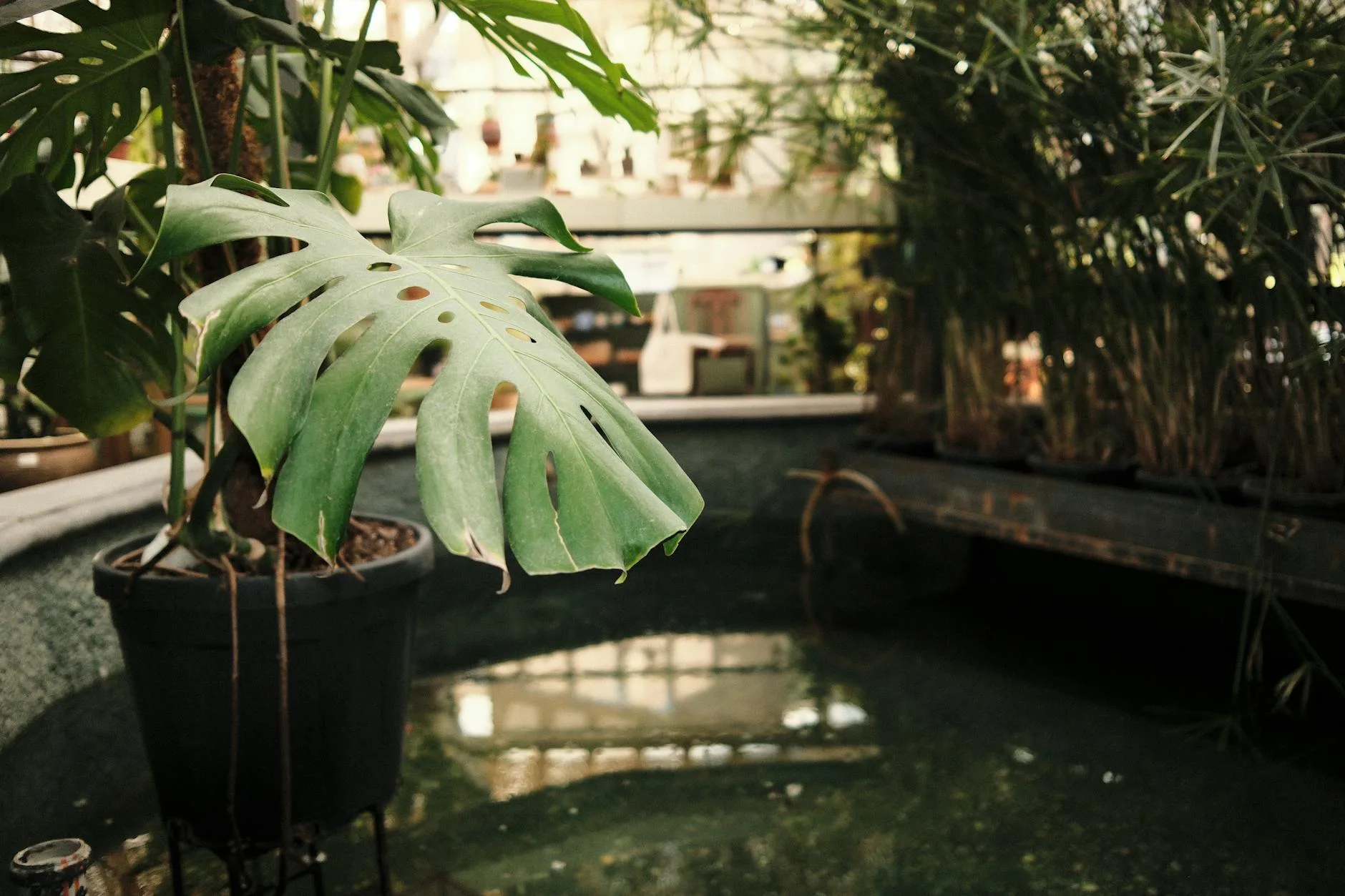 Monstera houseplant growing indoors with bright leaves