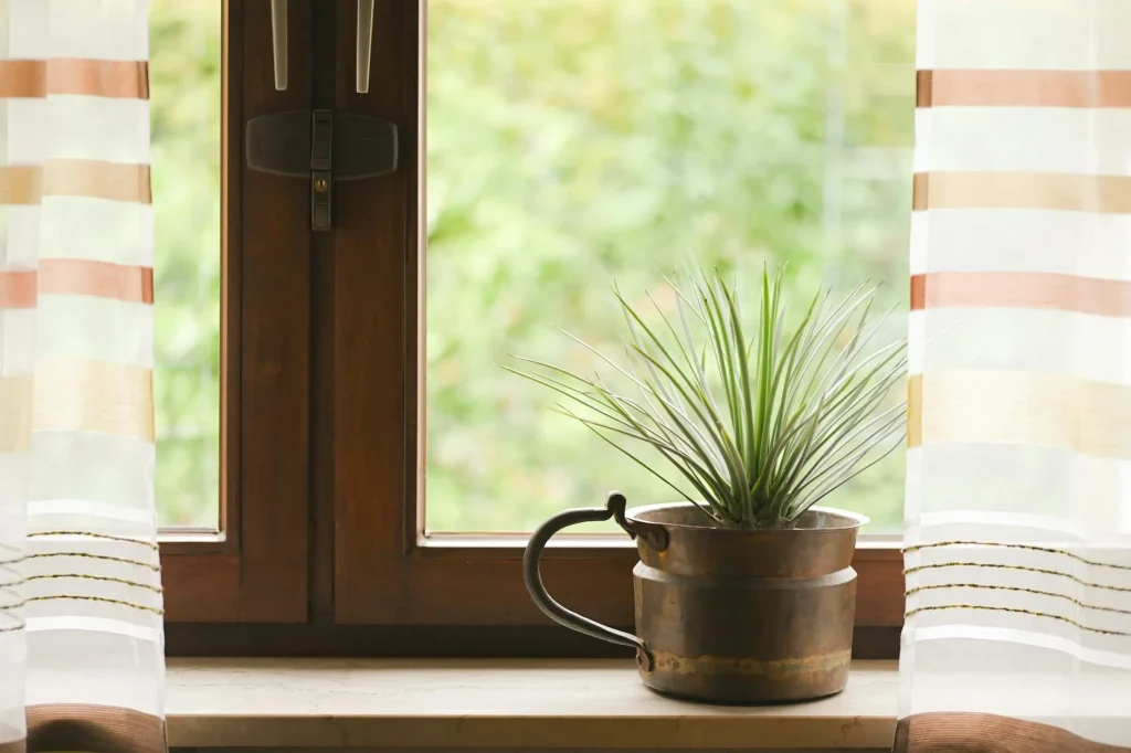 Healthy green houseplant on a windowsill in a bright home