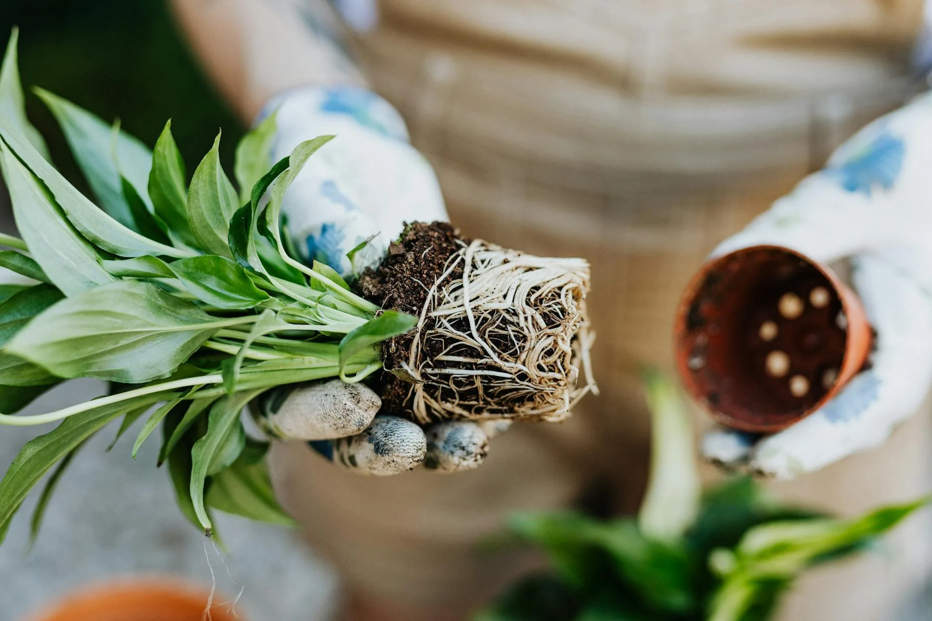 Rootbound houseplant with visible roots circling the pot