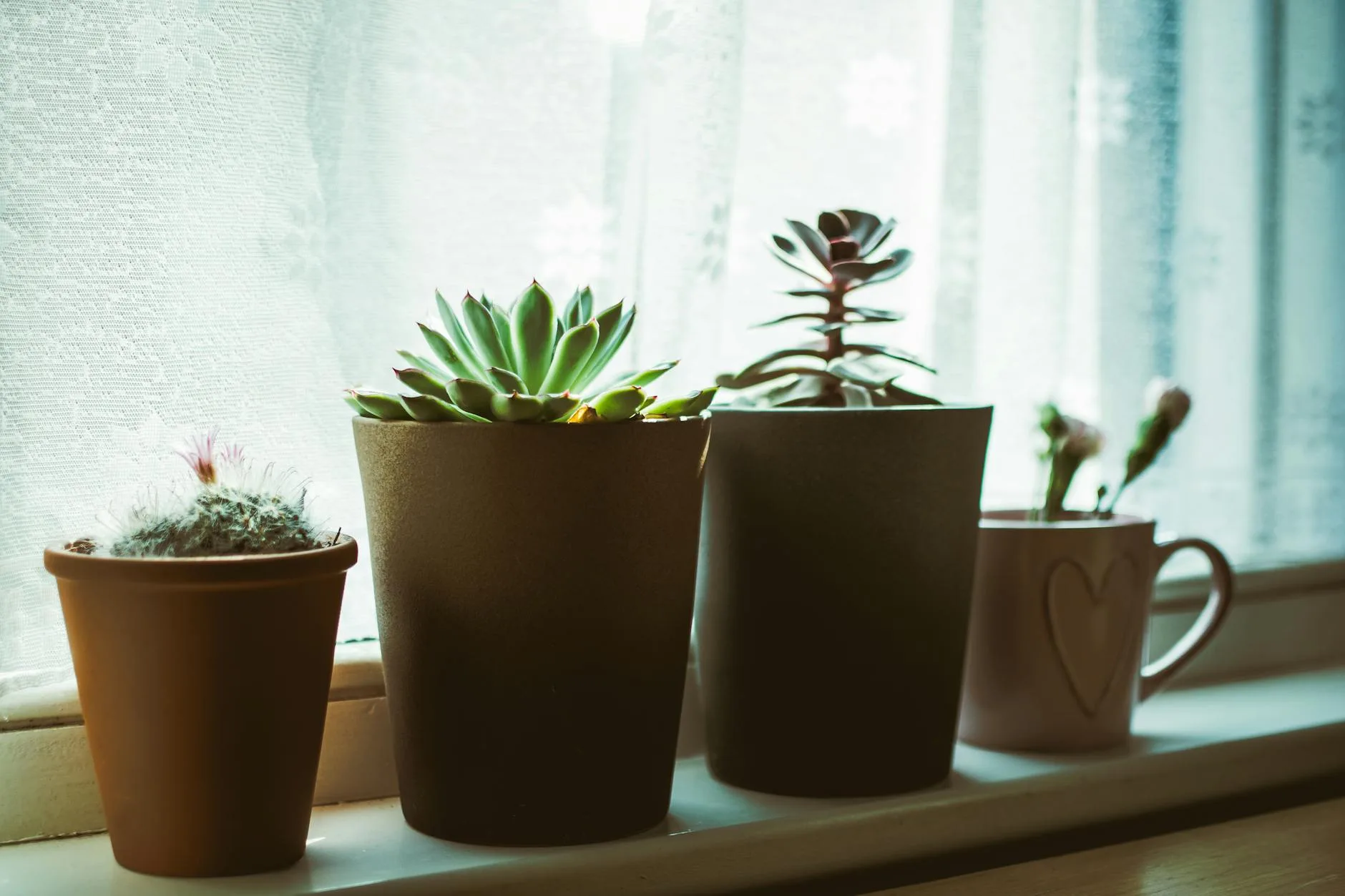 Houseplants on shelf near window with natural light