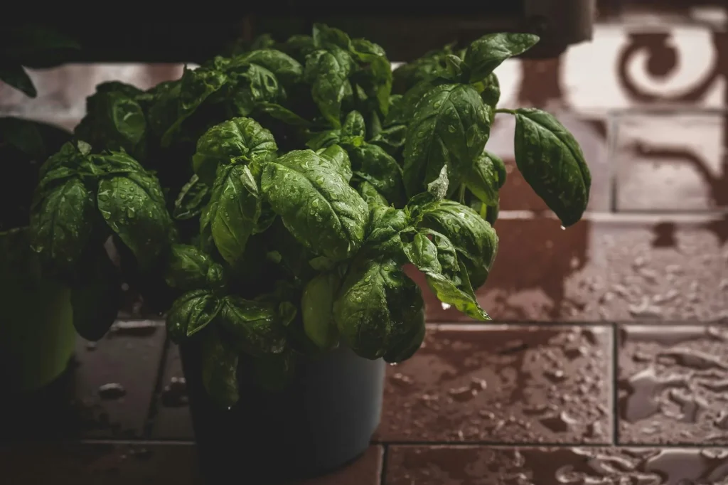 Fresh herbs growing in pots on a kitchen windowsill