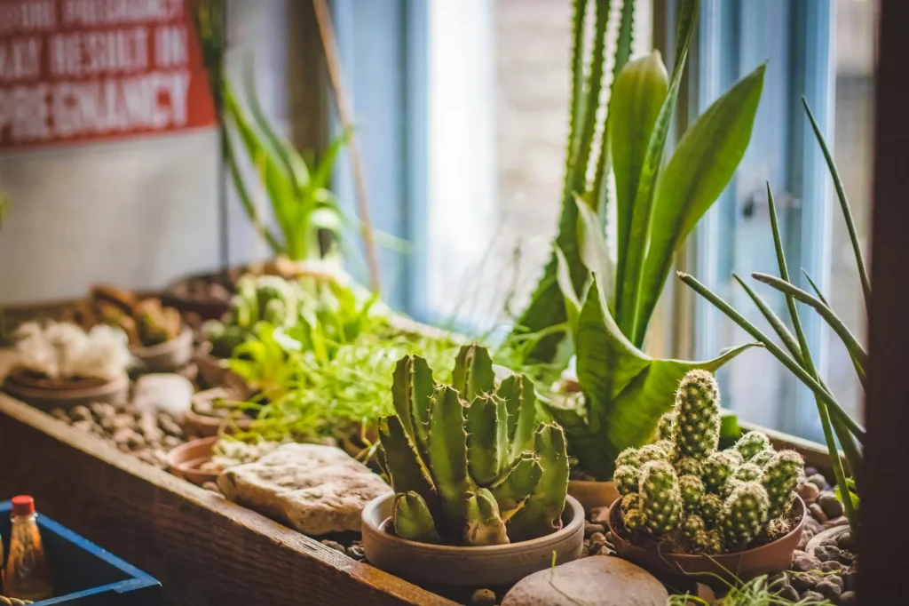 Collection of green houseplants by a bright window indoors
