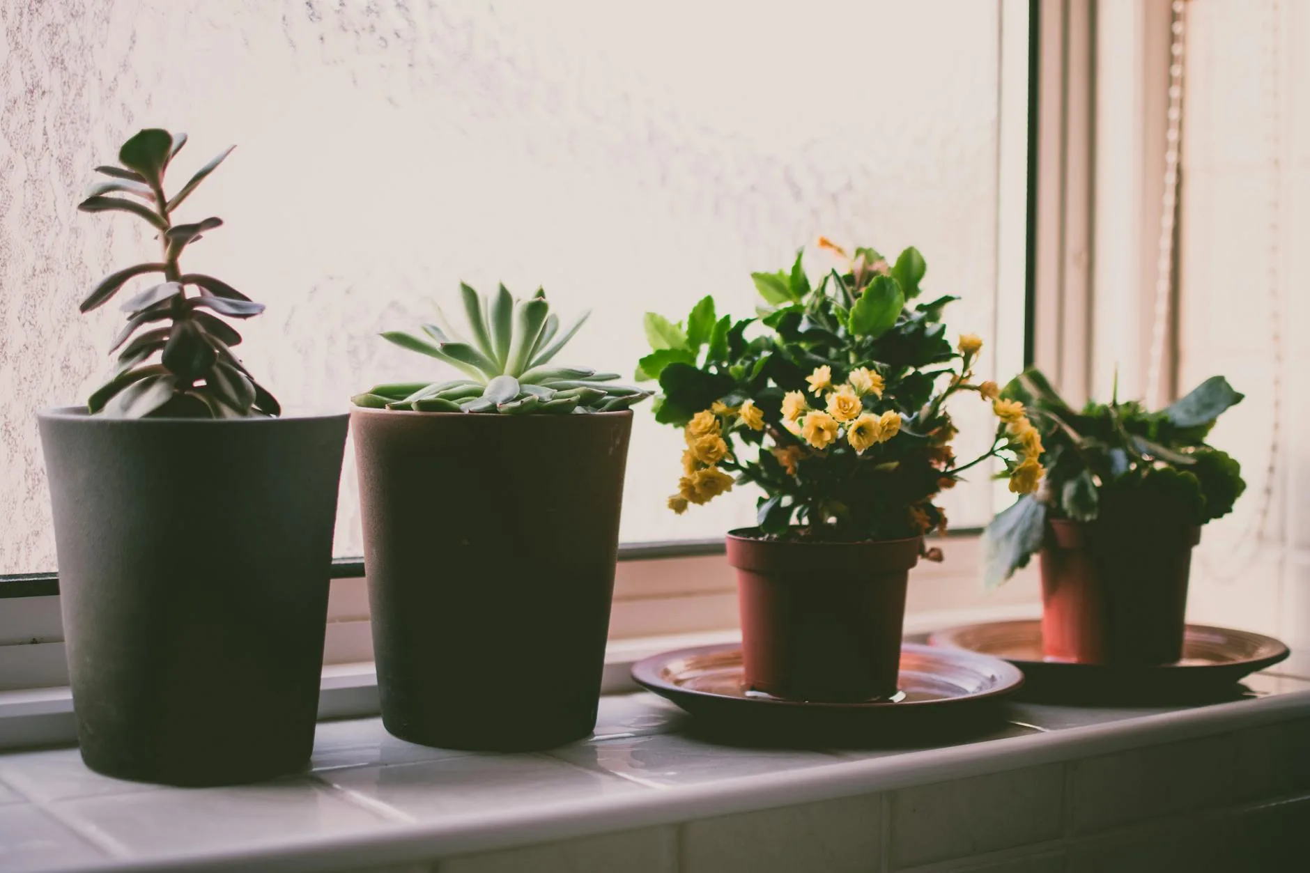 Potted houseplants on a bright windowsill at home