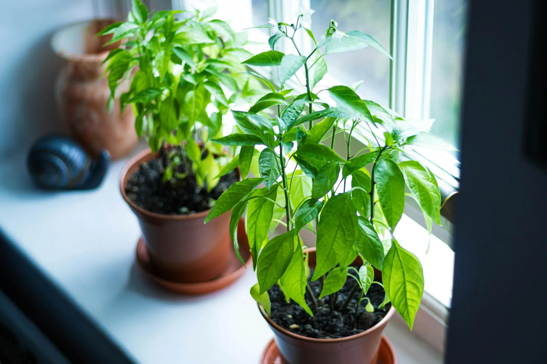 Potted houseplants on a bright windowsill in sunlight