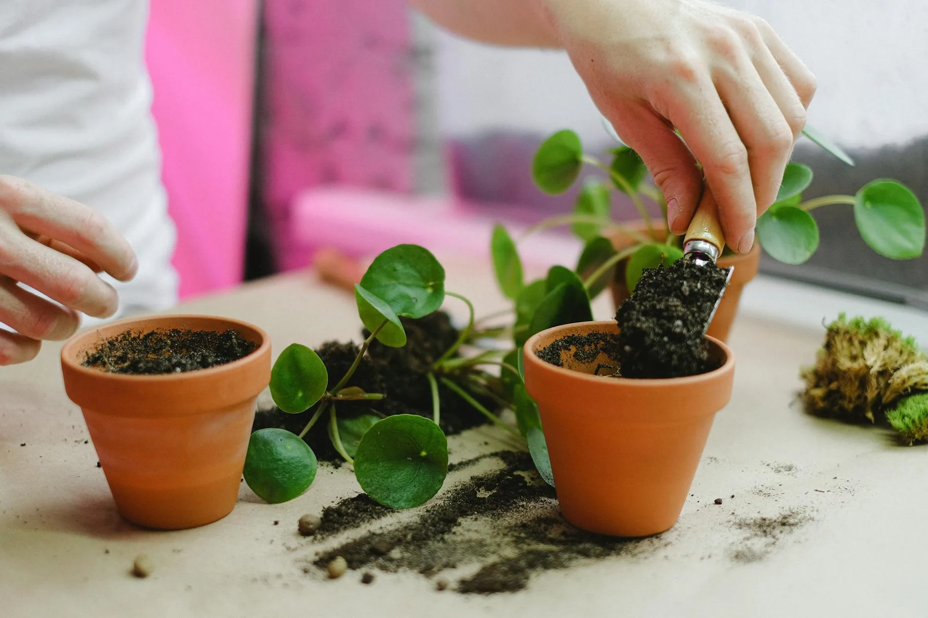 Hands repotting a houseplant into fresh soil and a new pot
