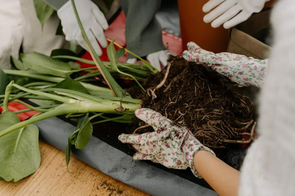 Hands repotting a houseplant into fresh soil