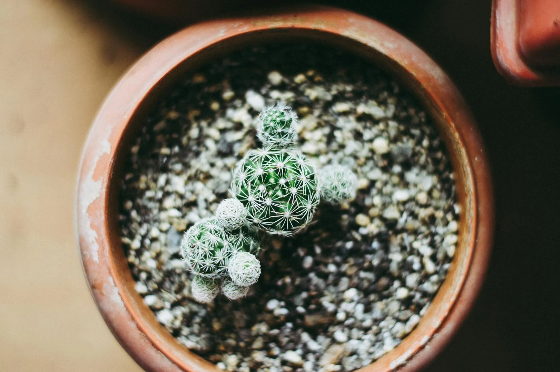 Close-up of succulent plants in pots with dry soil