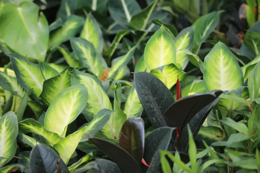 Collection of tropical houseplants with lush green leaves indoors