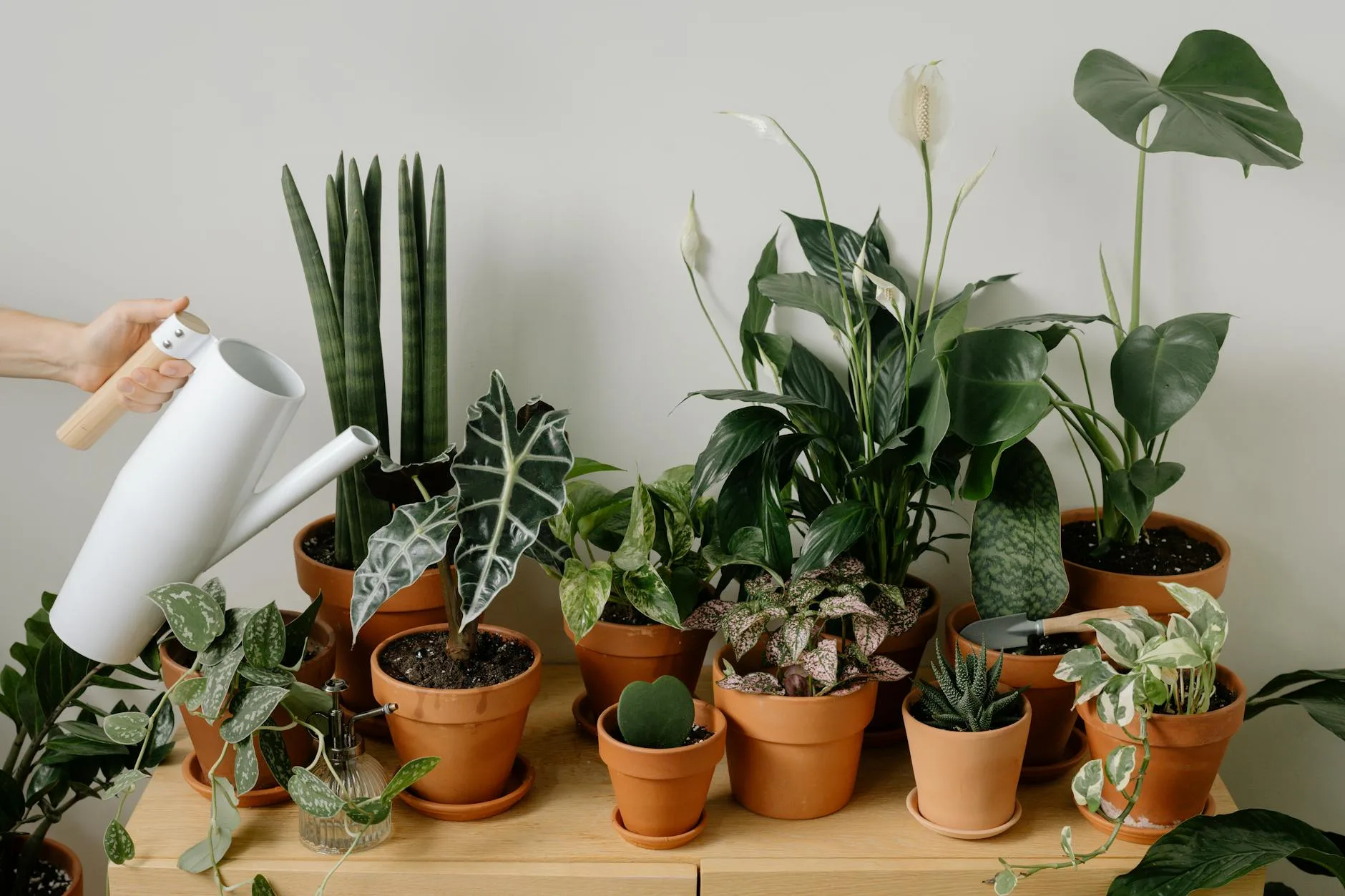 Watering can beside a collection of indoor potted plants
