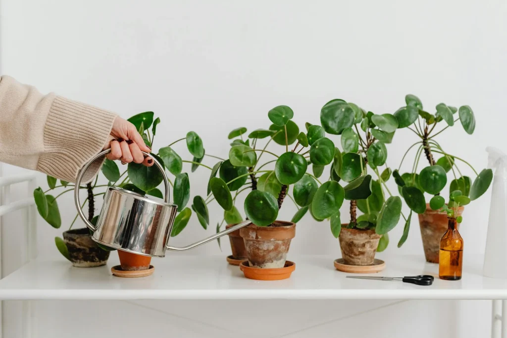 Person watering houseplants indoors with a watering can