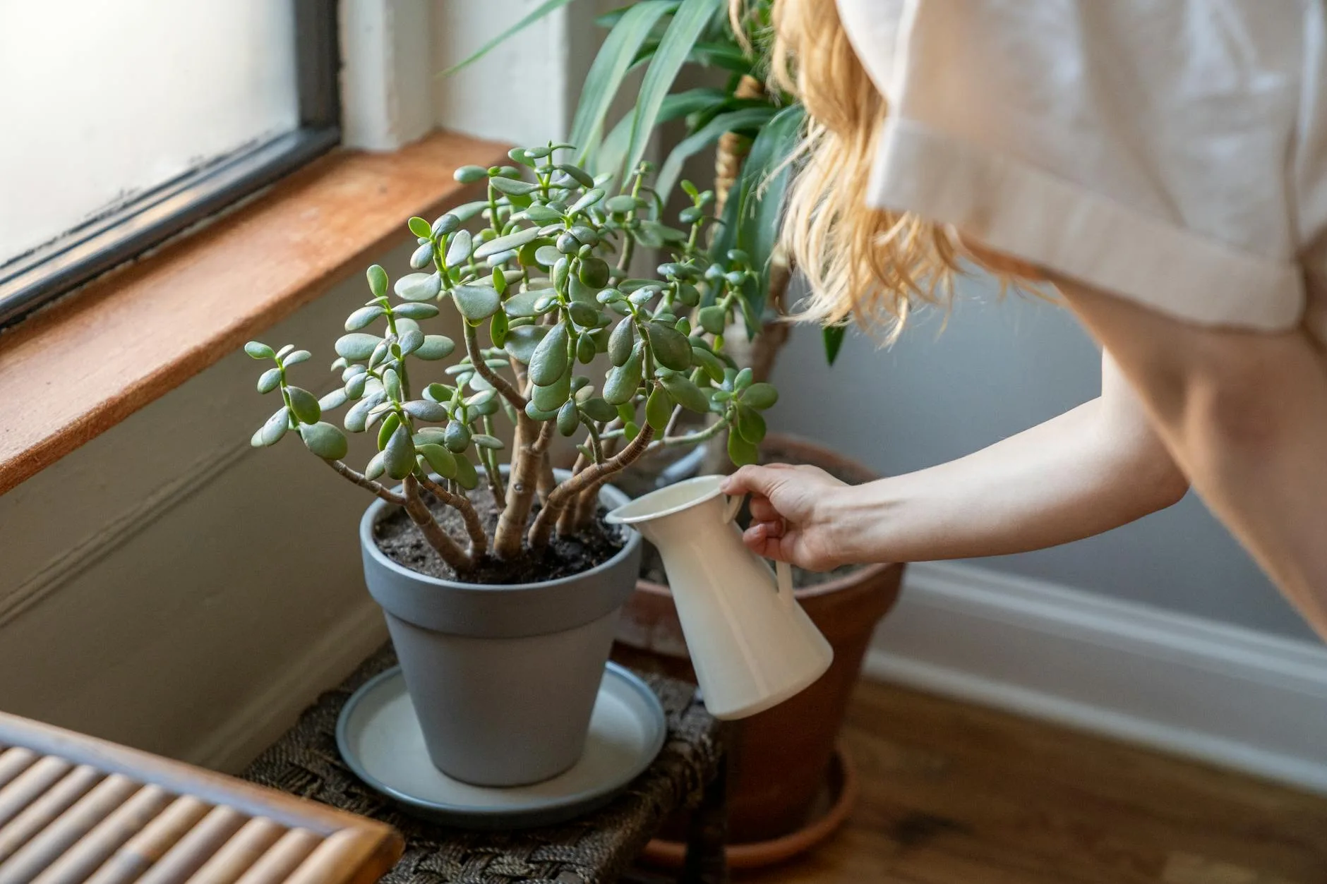 Person watering a potted houseplant with a watering can
