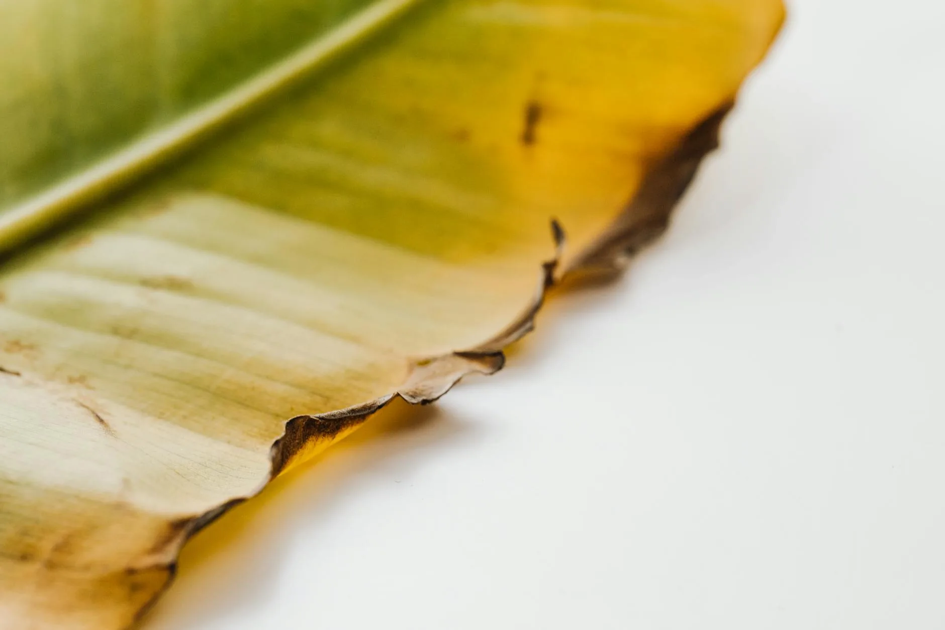 Close-up of a yellowing houseplant leaf showing signs of stress