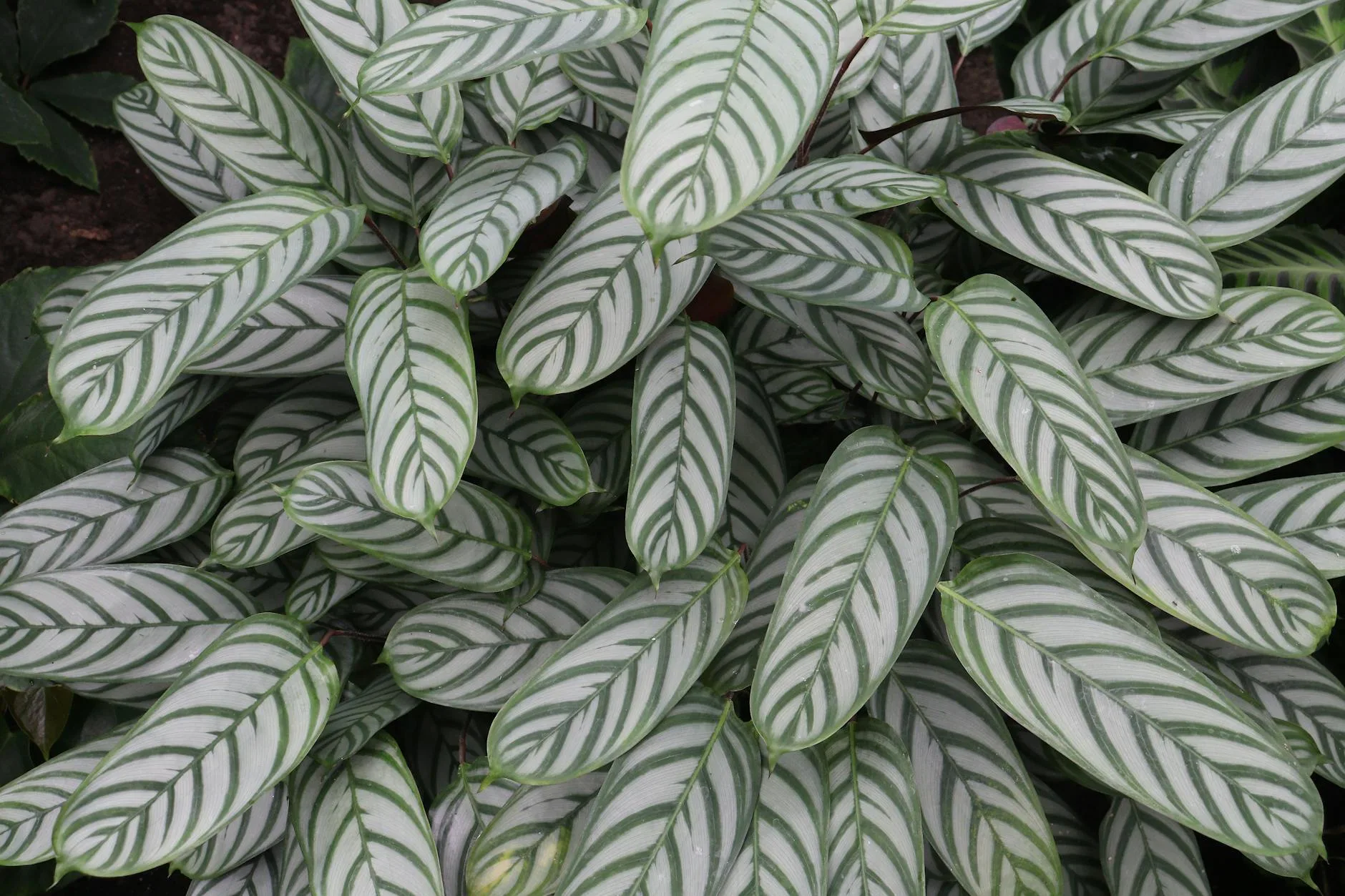 Calathea houseplant with patterned leaves in a pot