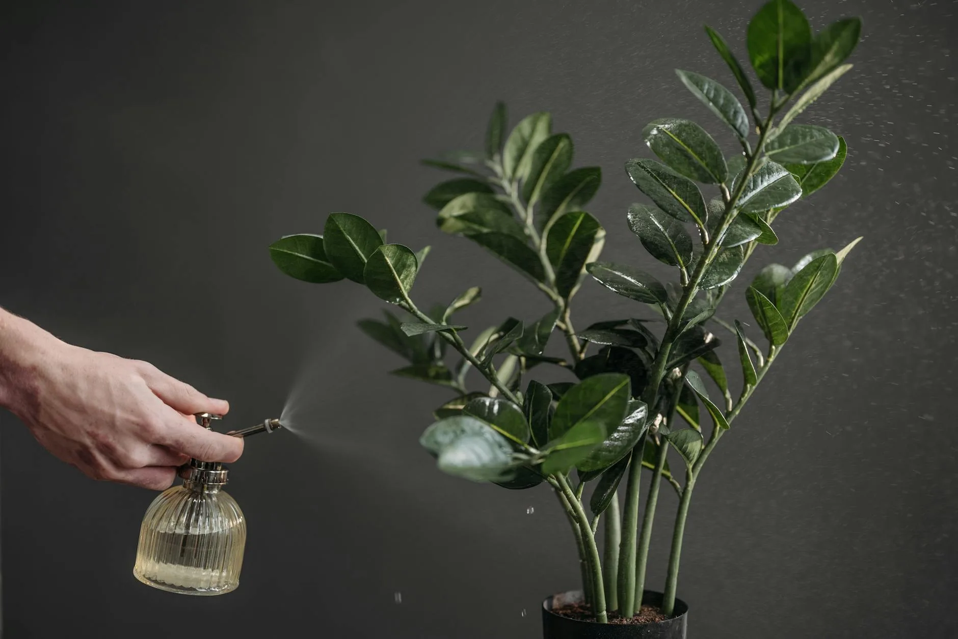 Person watering and caring for a houseplant