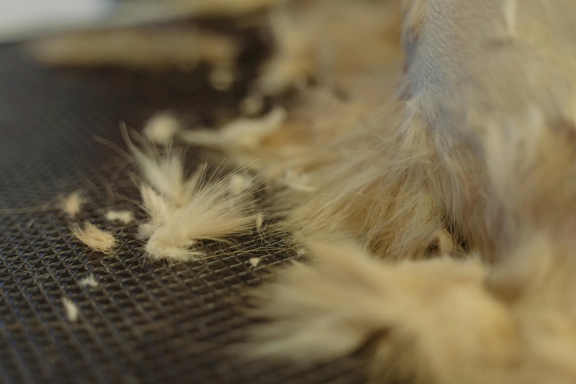 Cat grooming its fur releasing dander into the air