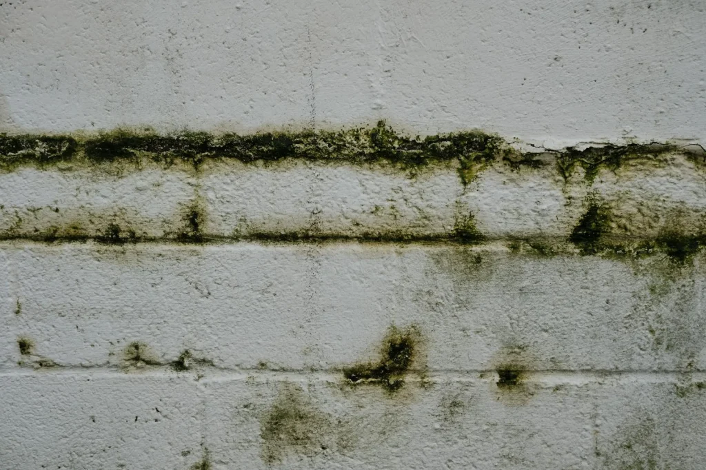 Damp and mould problem on a wall in a UK home