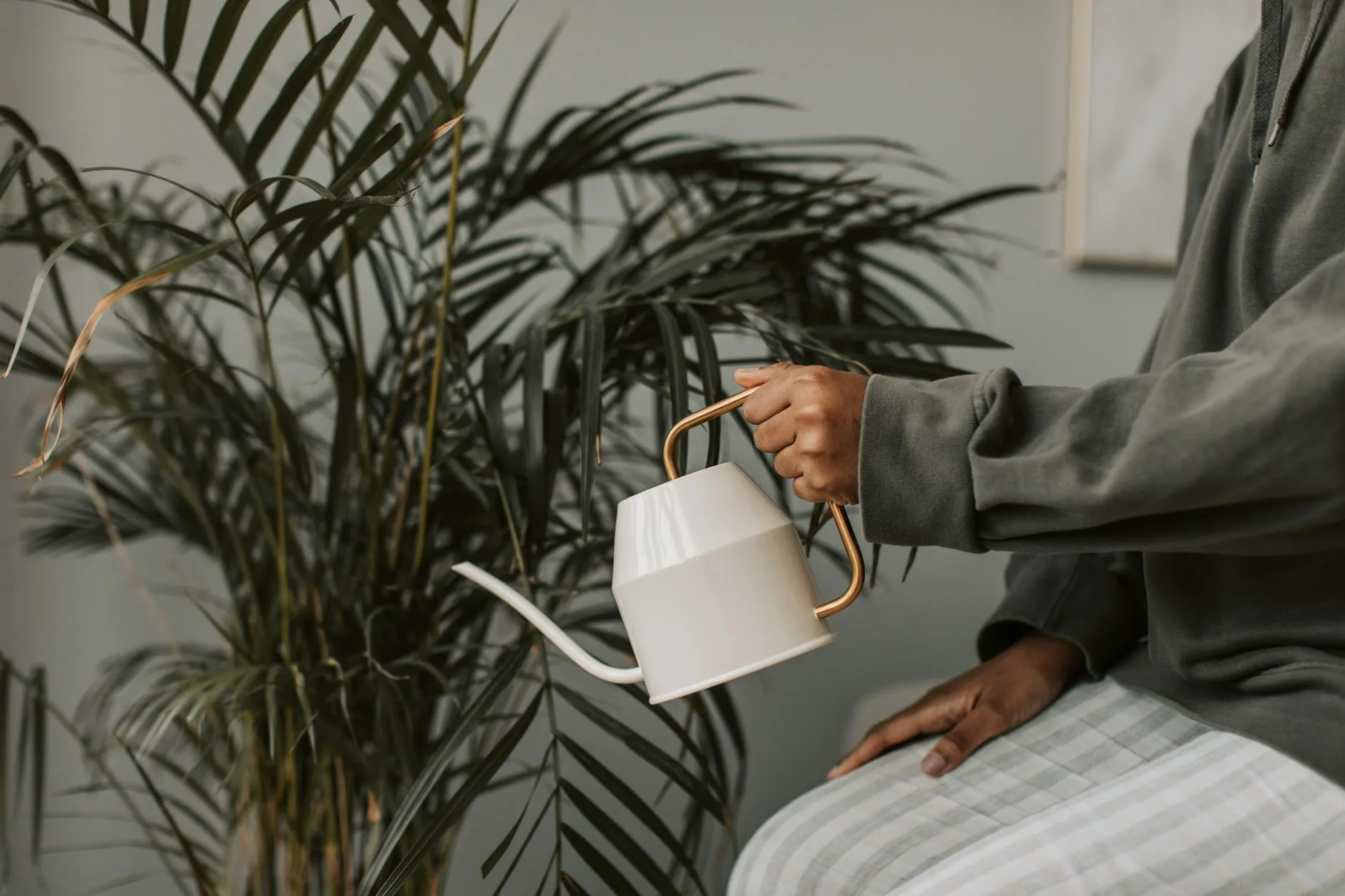 Person caring for indoor plants with lush green leaves