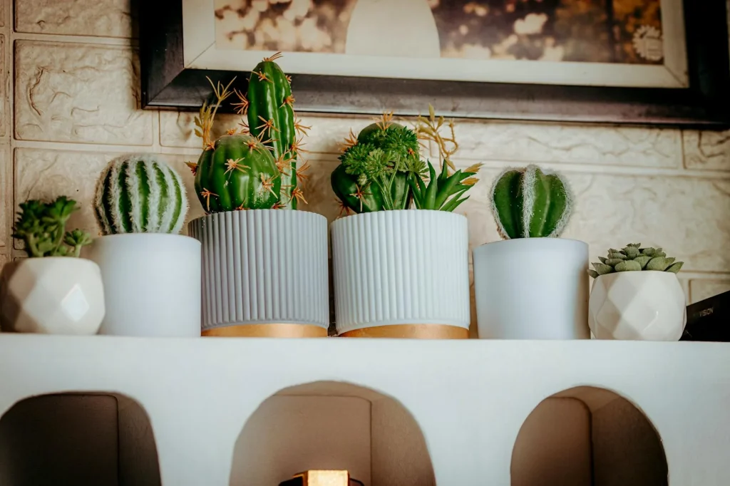 Collection of indoor plants in ceramic pots on shelf