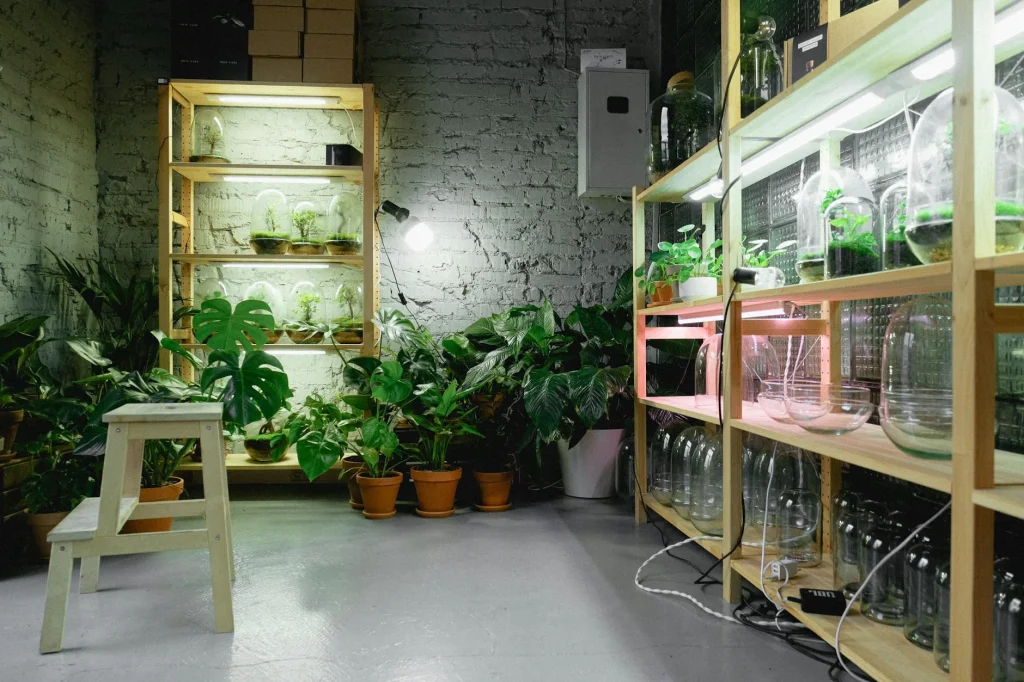 Houseplants thriving in a low light room corner