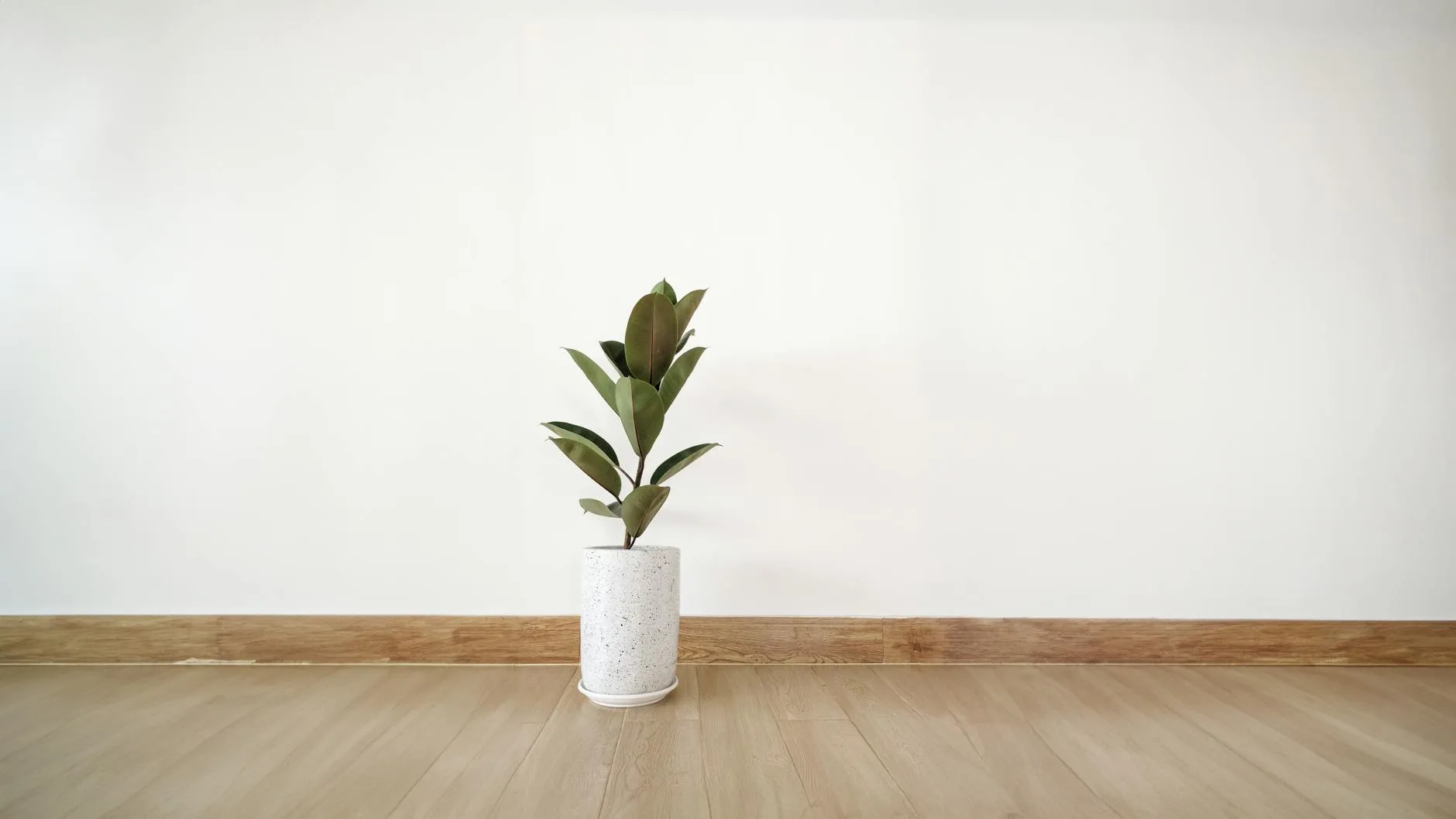 Modern white plant pots in minimalist room decor
