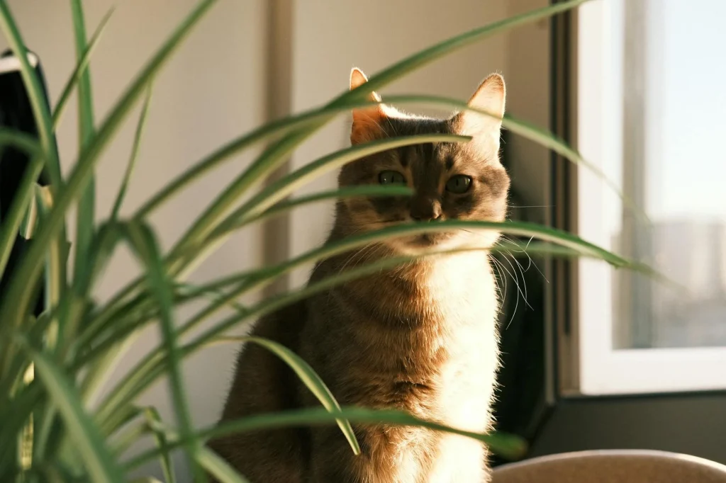 Cat sitting near indoor houseplants on a windowsill