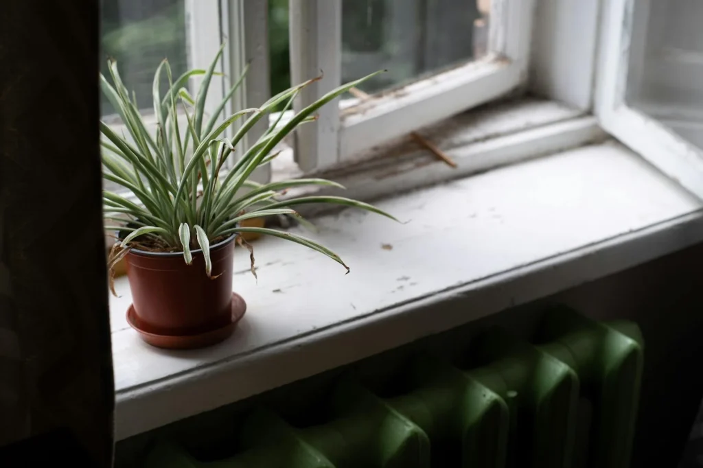 Potted houseplant on a windowsill in a bright room