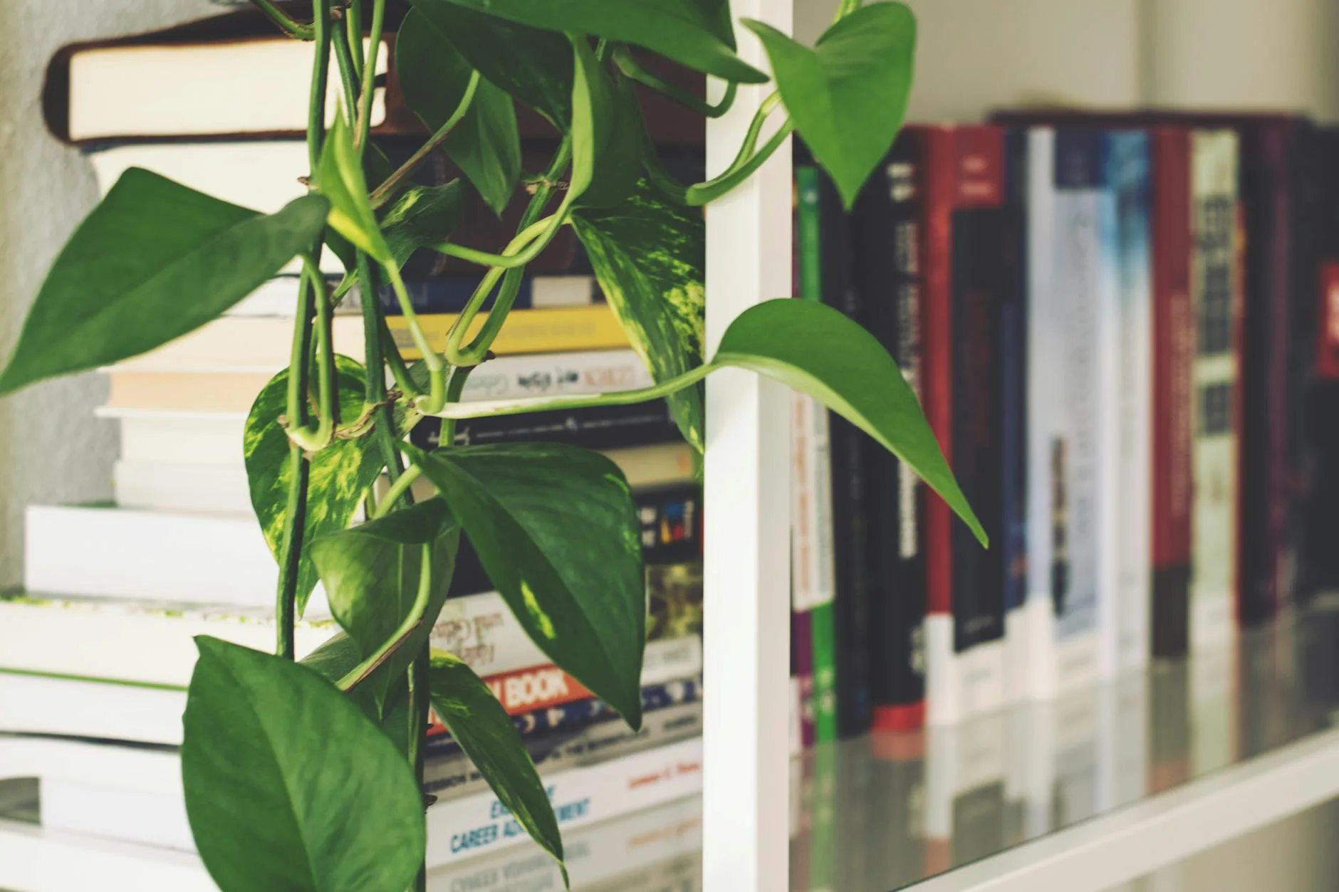 Pothos plant trailing from a shelf indoors