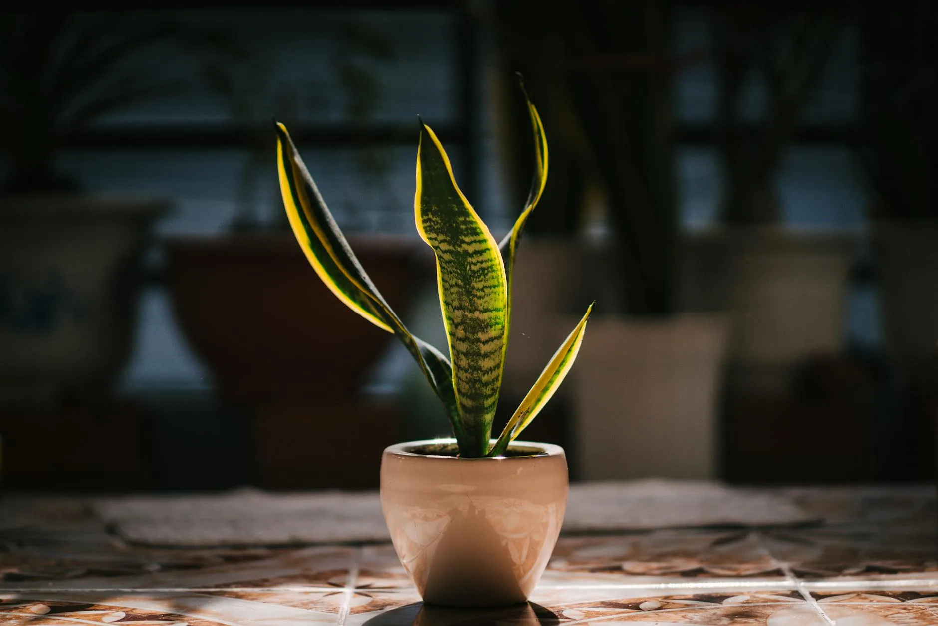 Snake plant in a pot in a dimly lit room