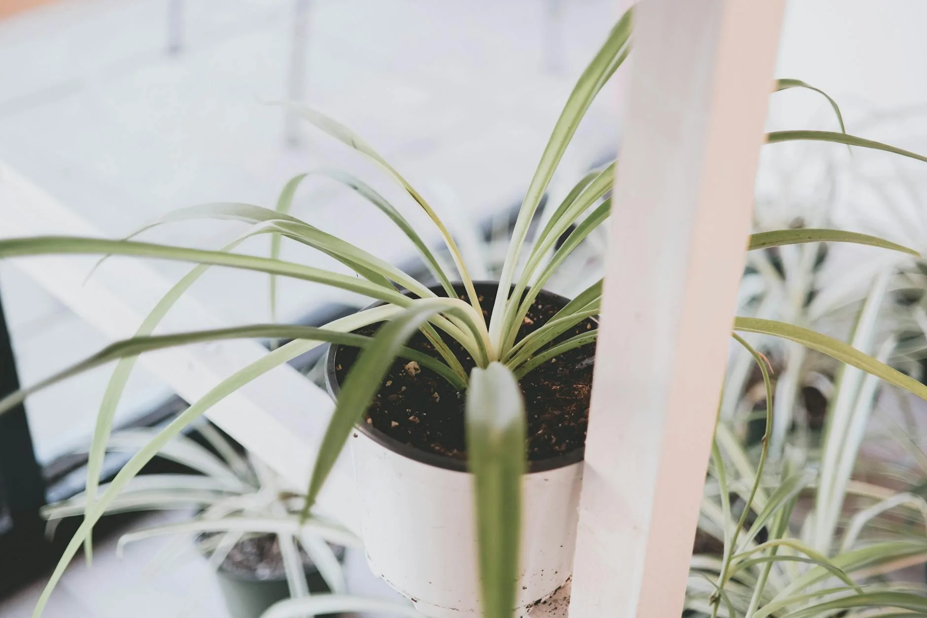 Spider plant in a hanging pot showing trailing plantlets