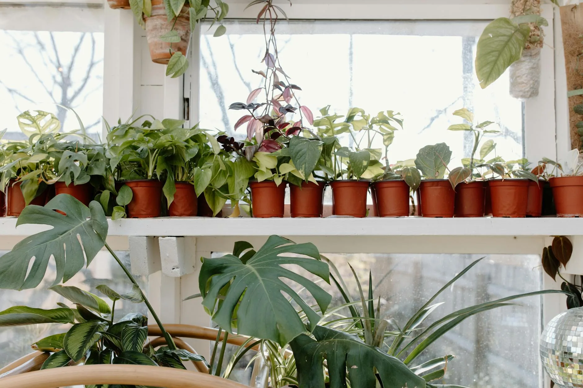 Collection of tropical houseplants on a shelf indoors