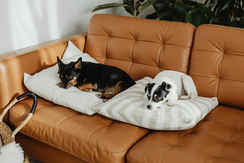 Air purifier in a living room used by a household with a dog