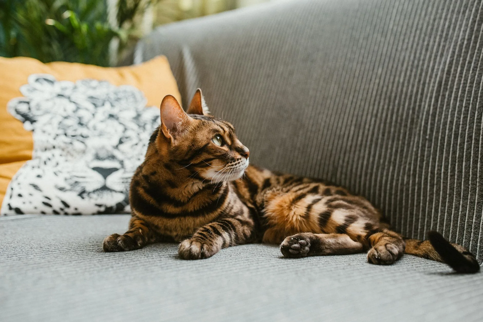 Cat on a sofa where airborne dander can build up
