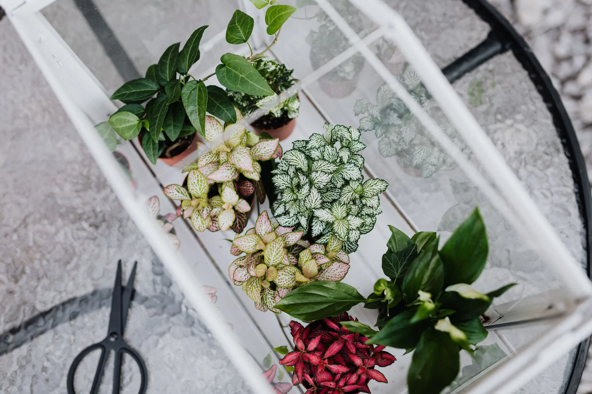 Closed terrarium with fittonia and fern plants in glass