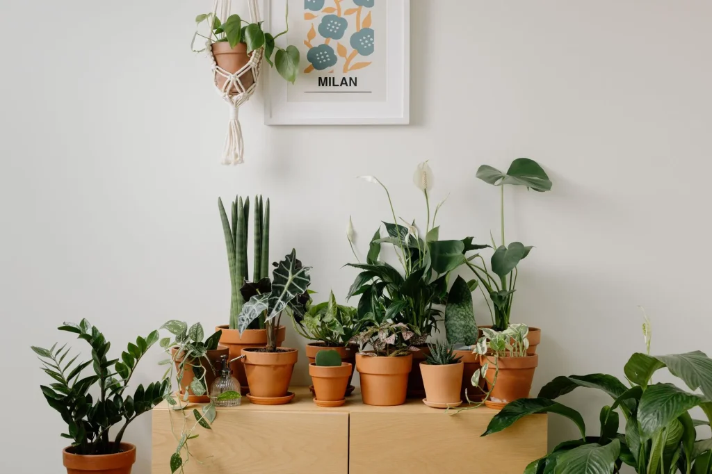 Air purifying houseplants NASA claim shown with indoor plants on a shelf