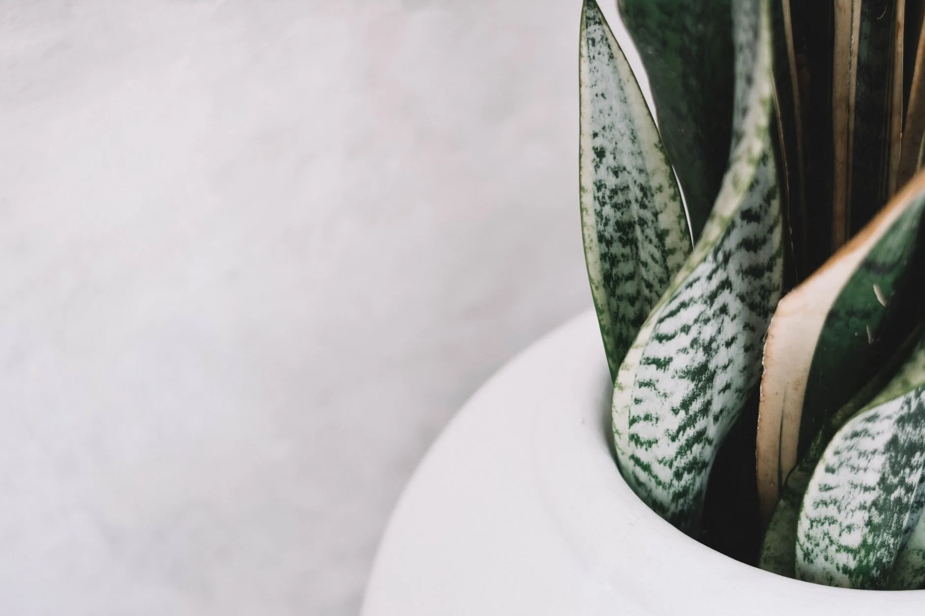 Snake plant and peace lily style houseplants from NASA air plant lists