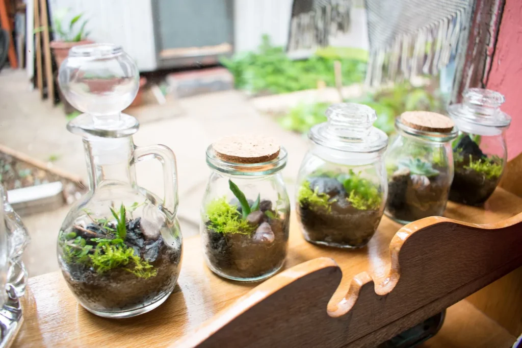 Glass terrarium with moss and small houseplants for beginners