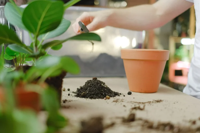 Indoor Plants