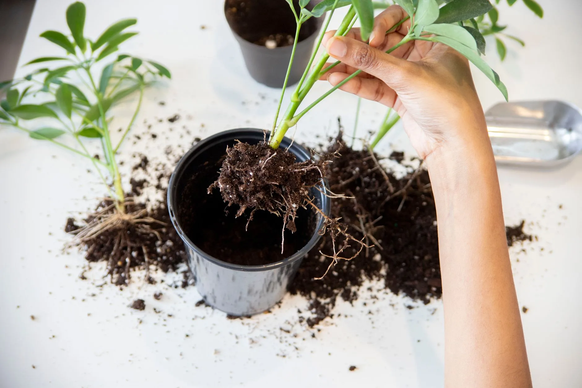 Repotting a houseplant with fresh compost around the roots