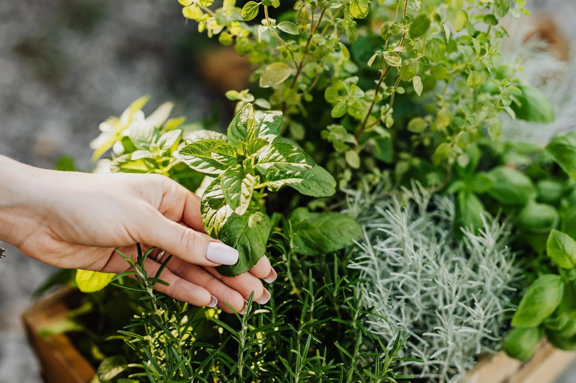 Basil, rosemary and mint growing in a container herb garden