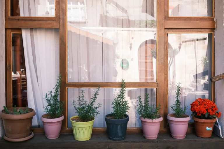 Indoor Plants