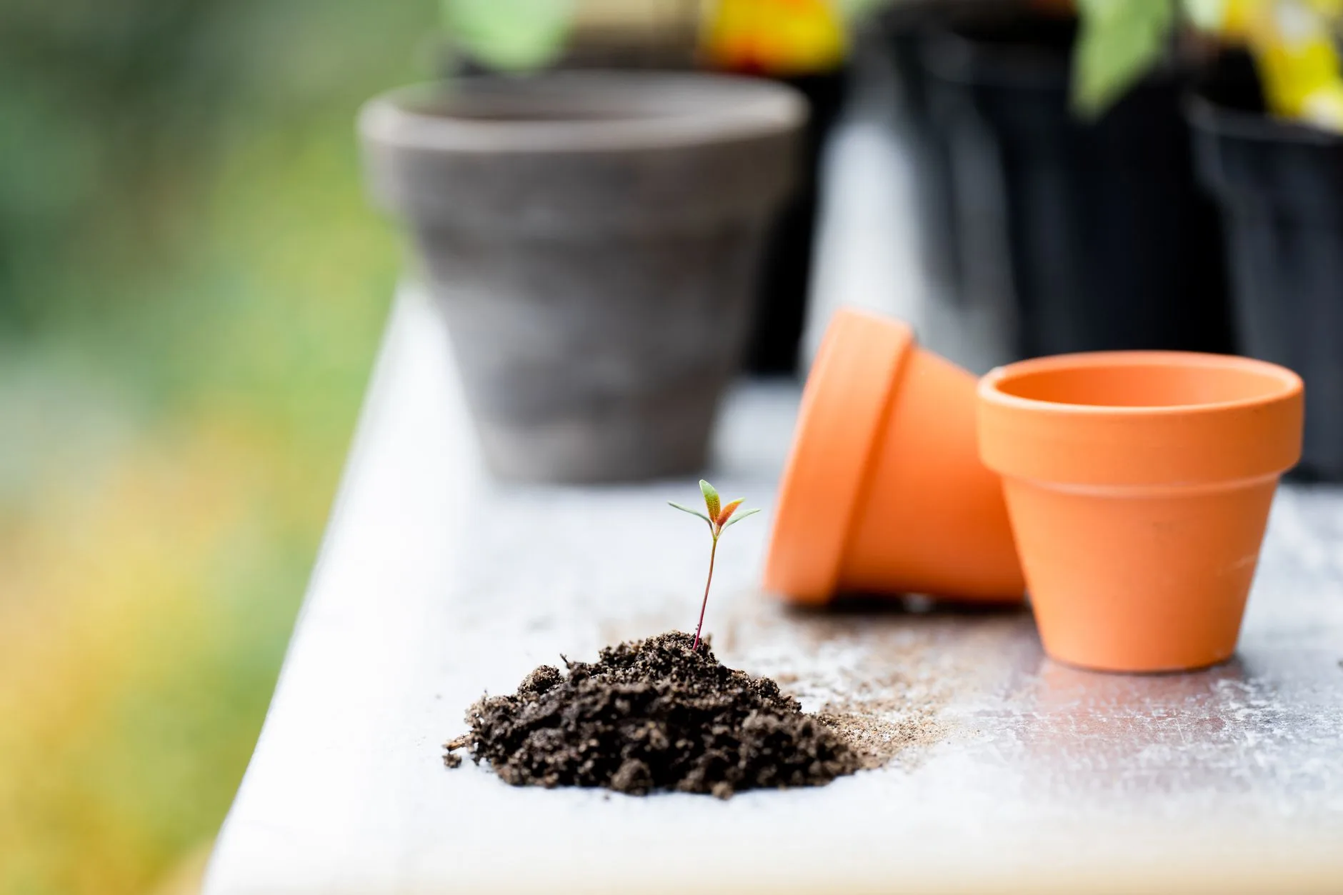 Herb seedlings, pots and compost for starting a herb garden